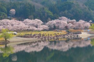 安芸高田市、八千代湖の桜